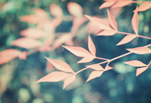 篮网大胜尼克斯，欧文分领衔